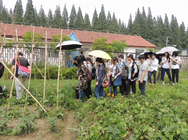 菜地考察 菜地考察