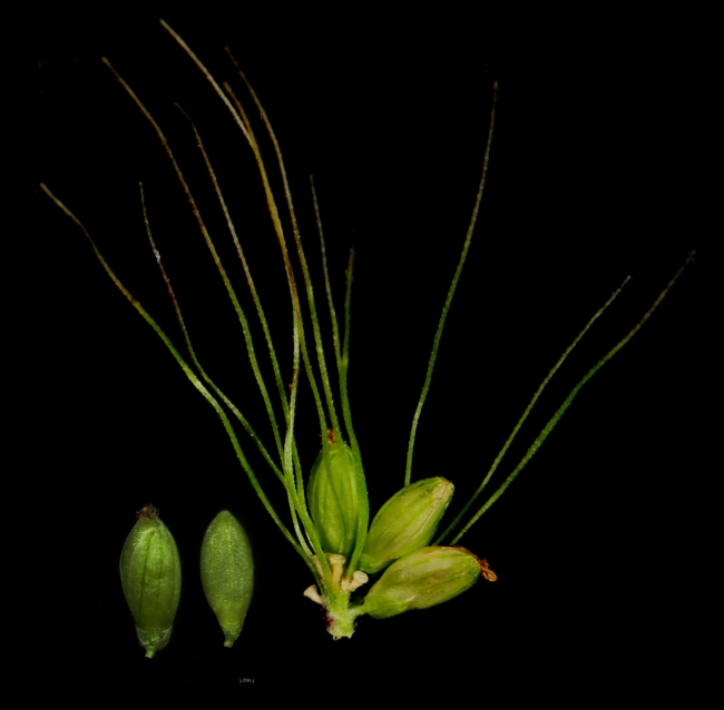 狗尾草小穗 狗尾草小穗